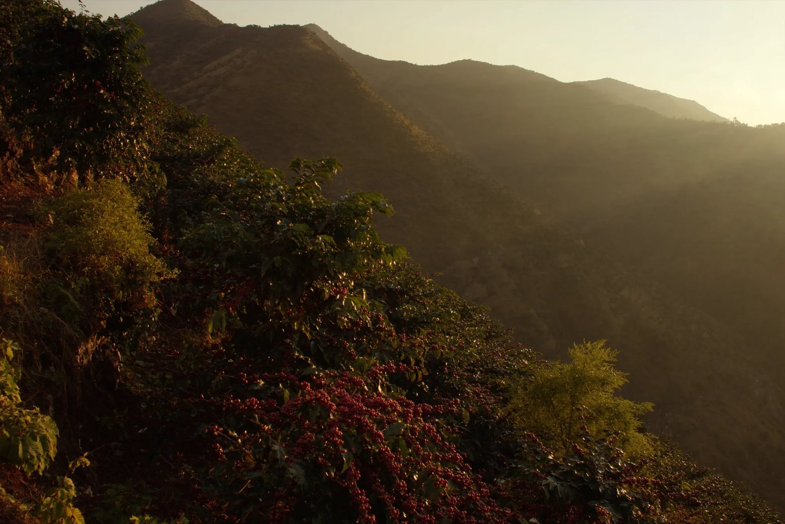 Cafetales de Cajamarca al atardecer